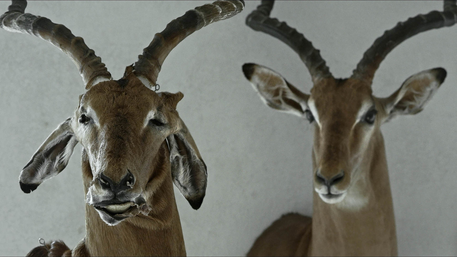 08.25 18.00 / ANIMUS ANIMALIS (ISTORIJA APIE ŽMONES, ŽVĖRIS IR DAIKTUS / LT