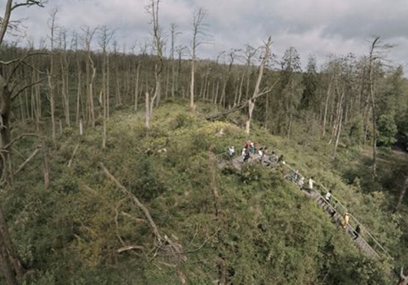 Rūgšties miškas